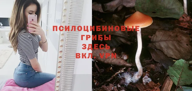 Псилоцибиновые грибы Psilocybine cubensis  Кубинка 